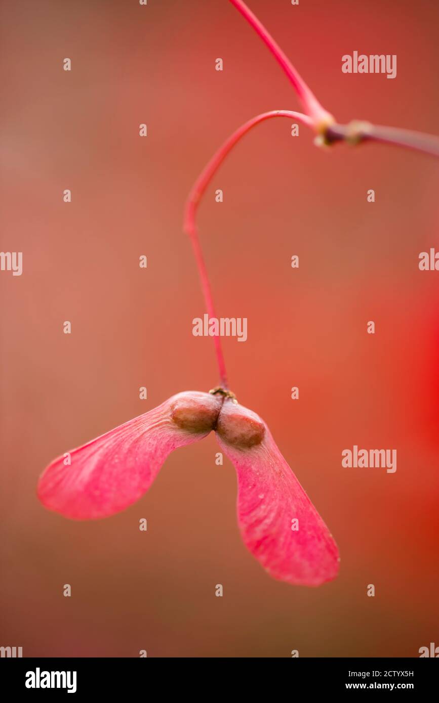 Acero rosso e arancio, acer palmatum, con semi alati. Foto Stock