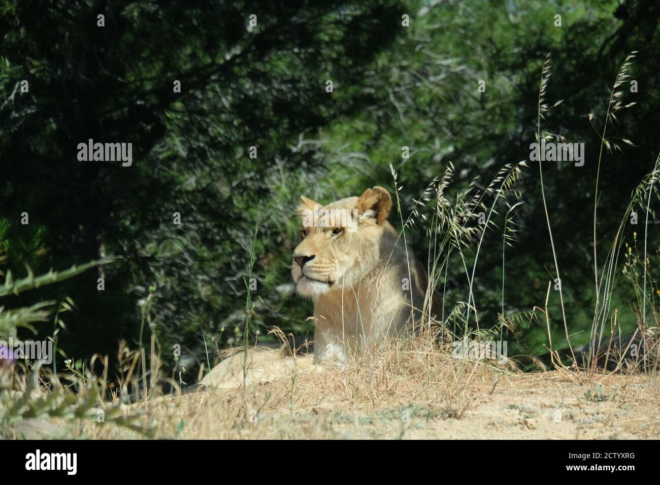 Leone nel Réserve de Africaine de Sigean, un parco di animali nel sud della Francia Foto Stock