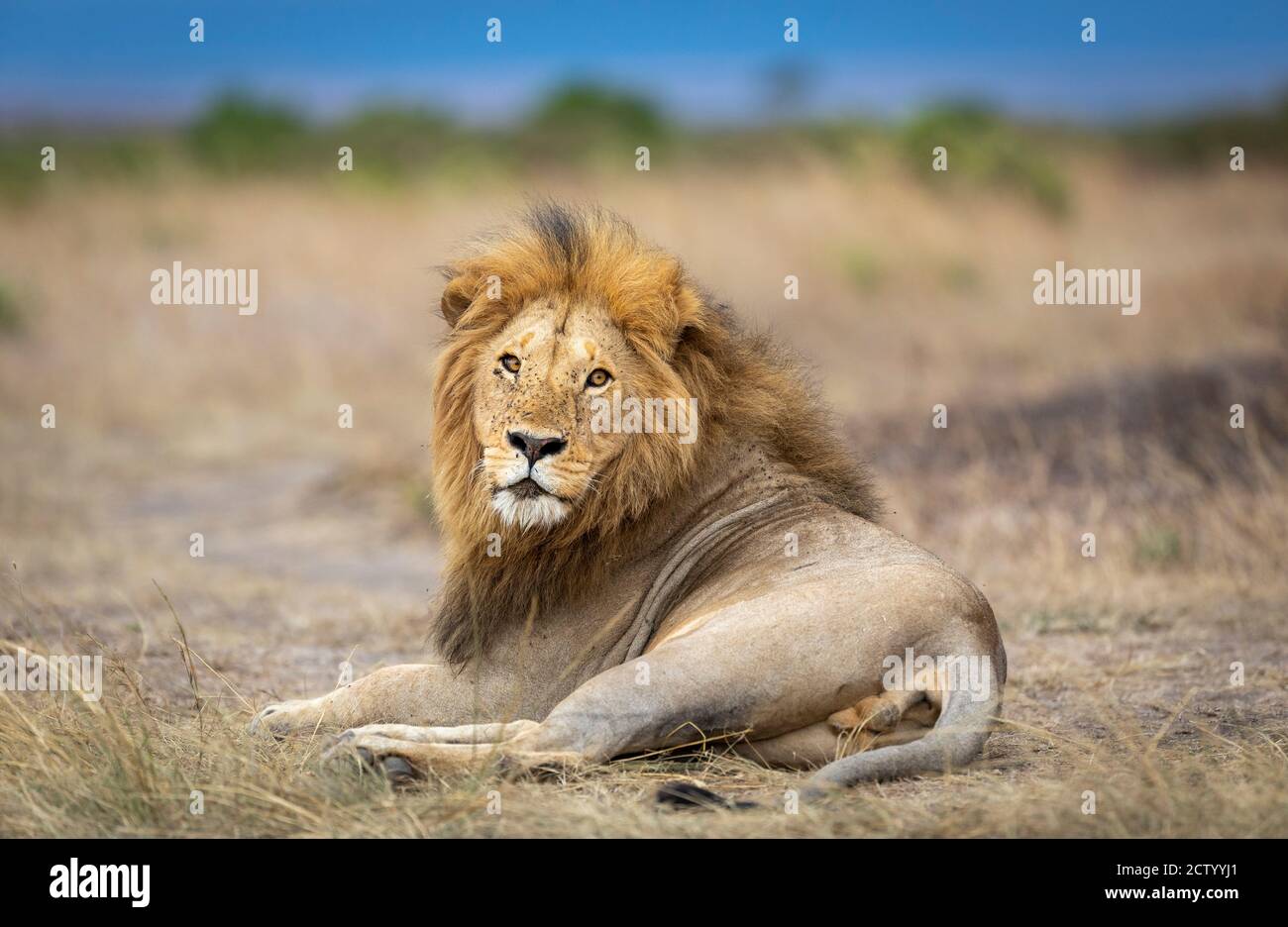 Ritratto orizzontale di un leone maschile disteso e guardato direttamente alla telecamera con il cielo blu sullo sfondo in Masai Mara in Kenya Foto Stock