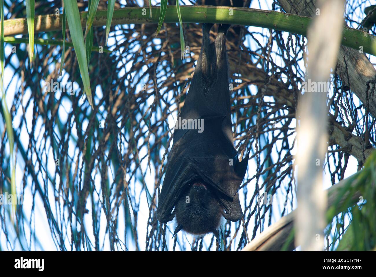 Australian Flying Fox appeso su un albero di palma Foto Stock