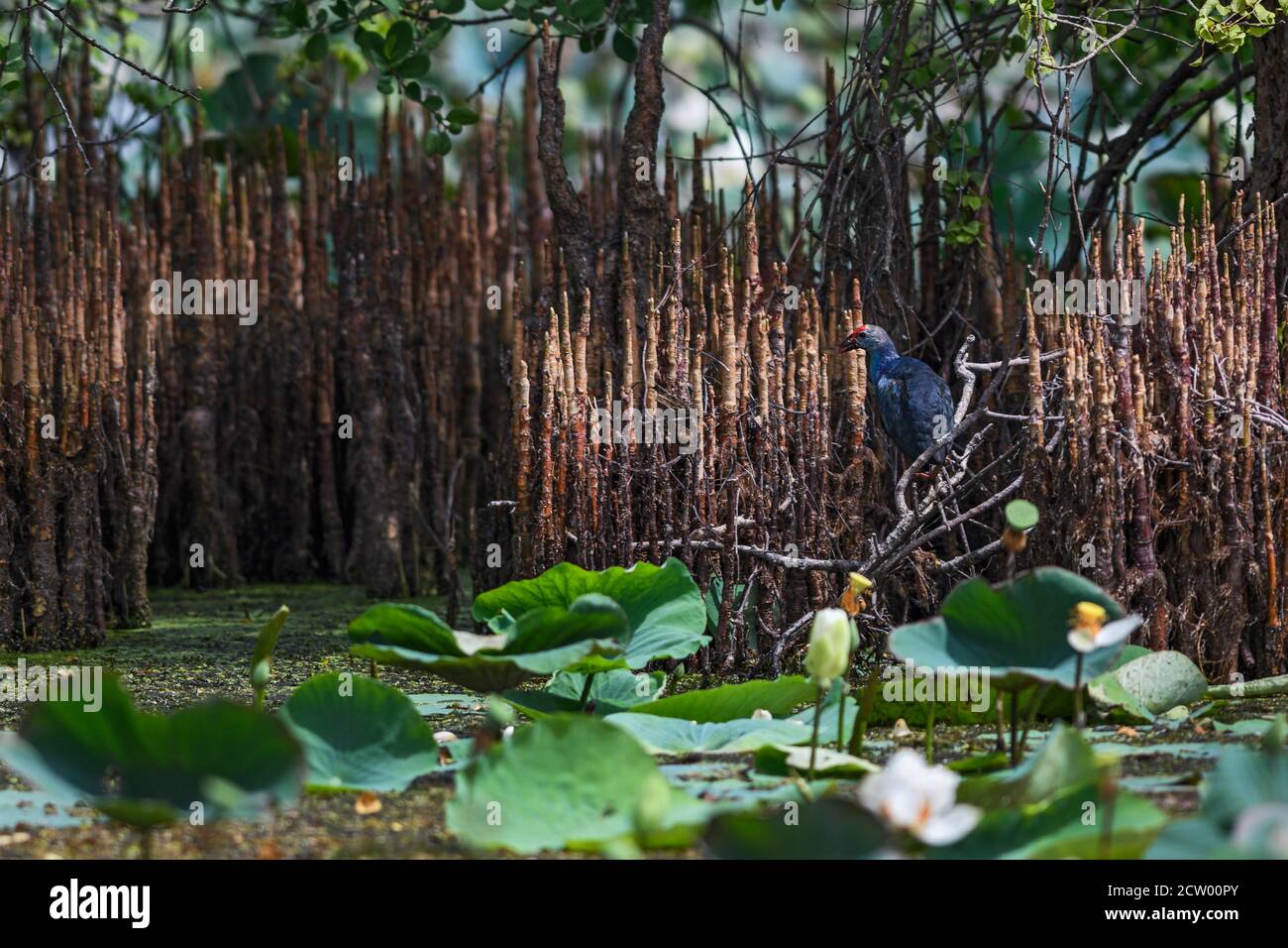 Swamphen grigio-testa - Porphyrio poliocephalus, uccello colorato bello dalle acque fresche asiatiche, Sri Lanka. Foto Stock