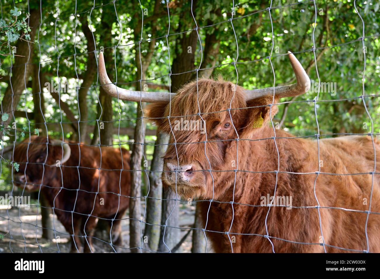Ernstbrunn, bassa Austria, Austria. Bestiame scozzese dell'altopiano (Bos primigenius taurus) Foto Stock