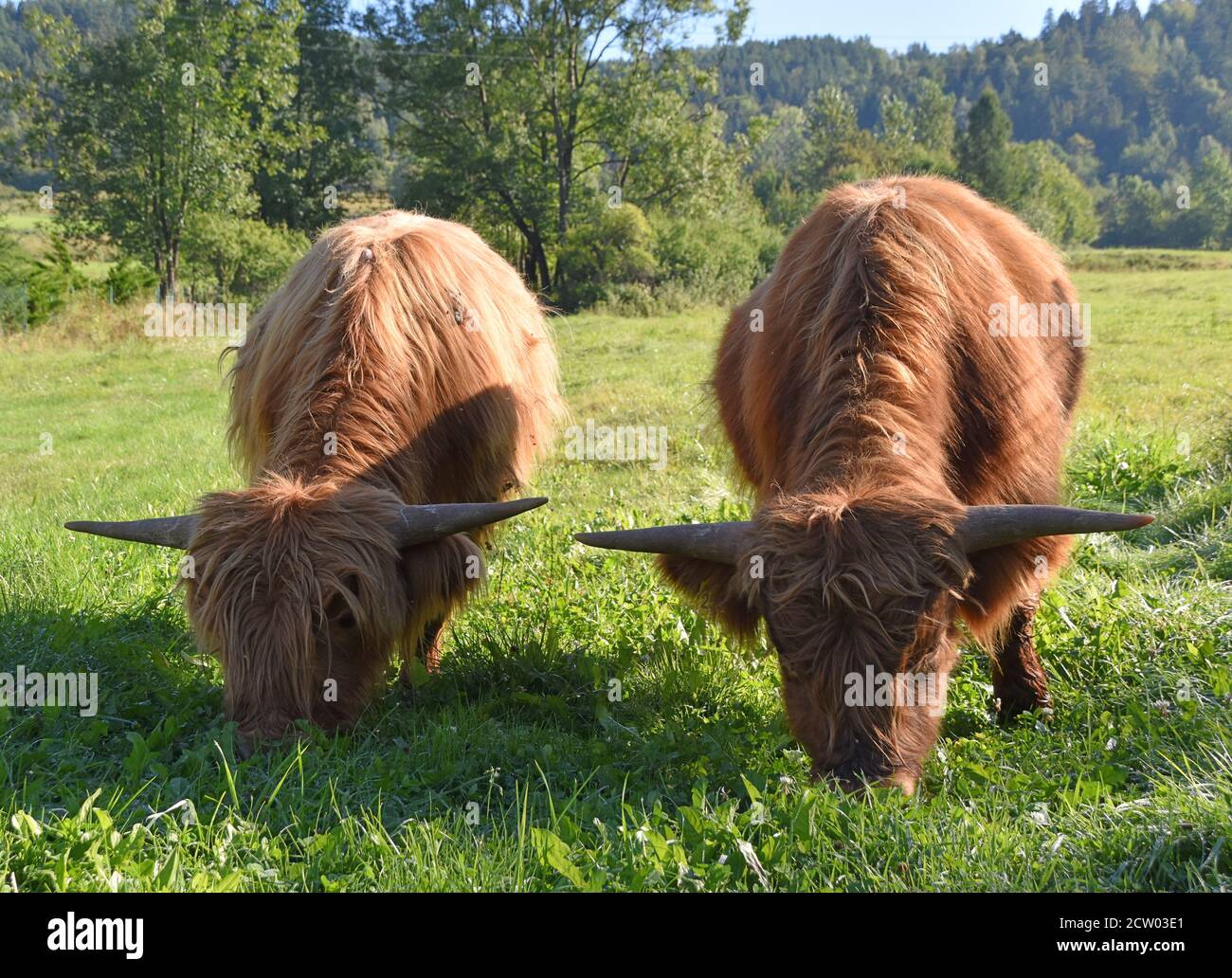 Mucche delle Highlands che pascolano su un prato verde nella Polonia rurale, mostrando la bellezza dell'agricoltura tradizionale e l'armonia del bestiame con la natura. Foto Stock