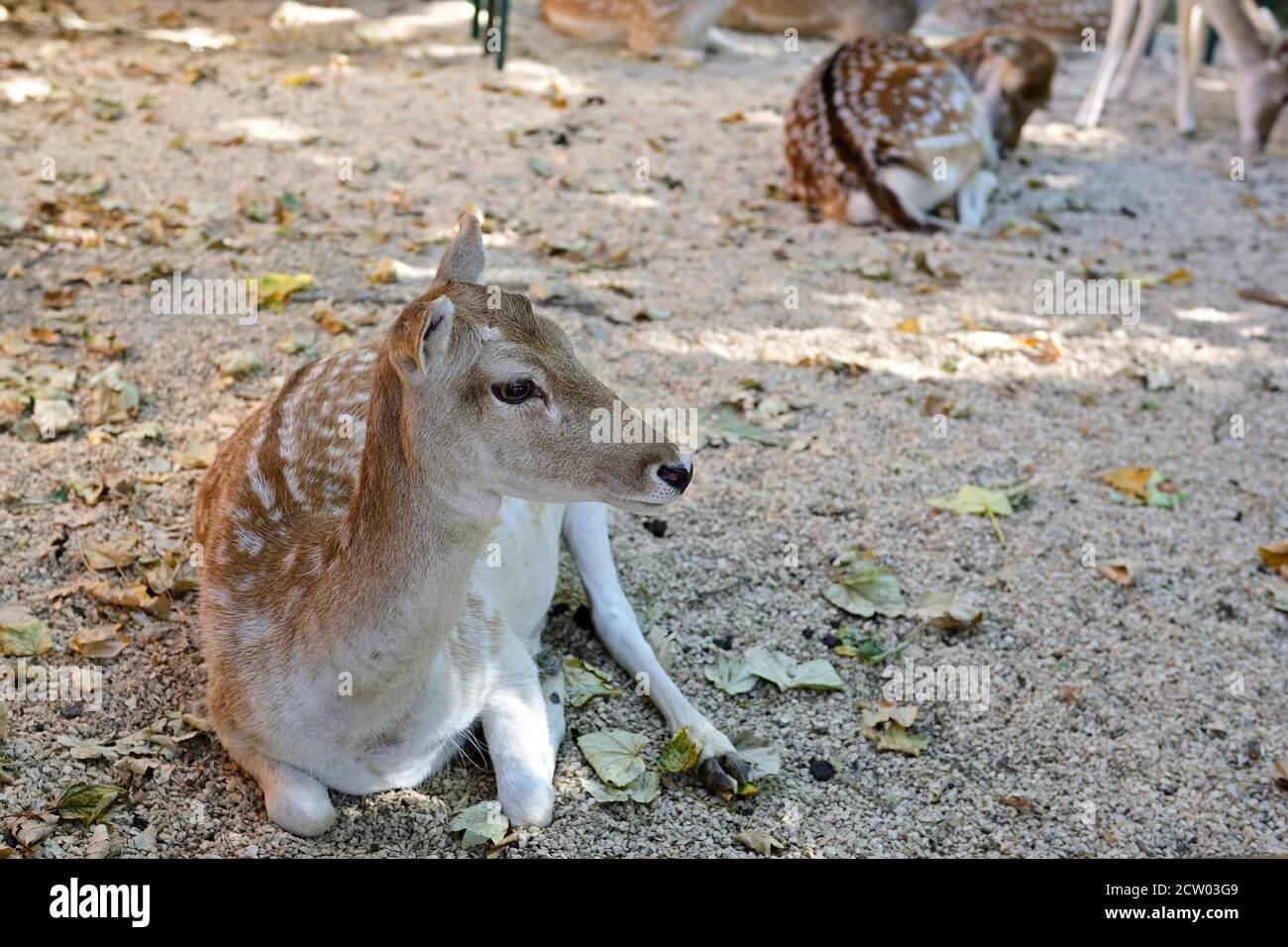 Ernstbrunn, bassa Austria, Austria. Cervi Sika (Cervus nippon) nel parco degli animali Foto Stock