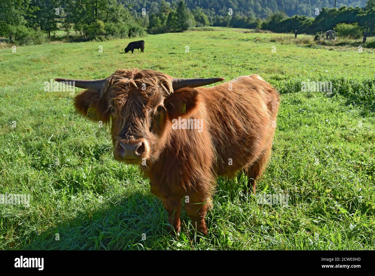 Mucche delle Highlands che pascolano su un prato verde nella Polonia rurale, mostrando la bellezza dell'agricoltura tradizionale e l'armonia del bestiame con la natura. Foto Stock