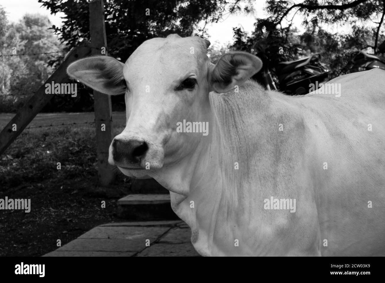 Una foto closeup di ritratto indiano di mucca bianca in monocromia Foto Stock