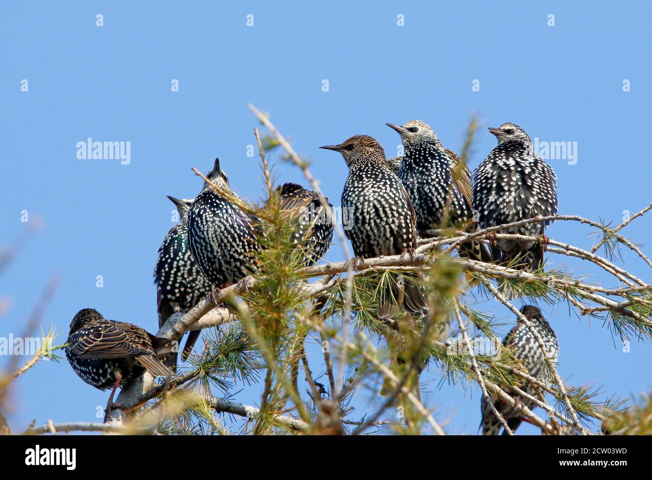 Alcuni Starlings su ramoscelli di betulla Foto Stock