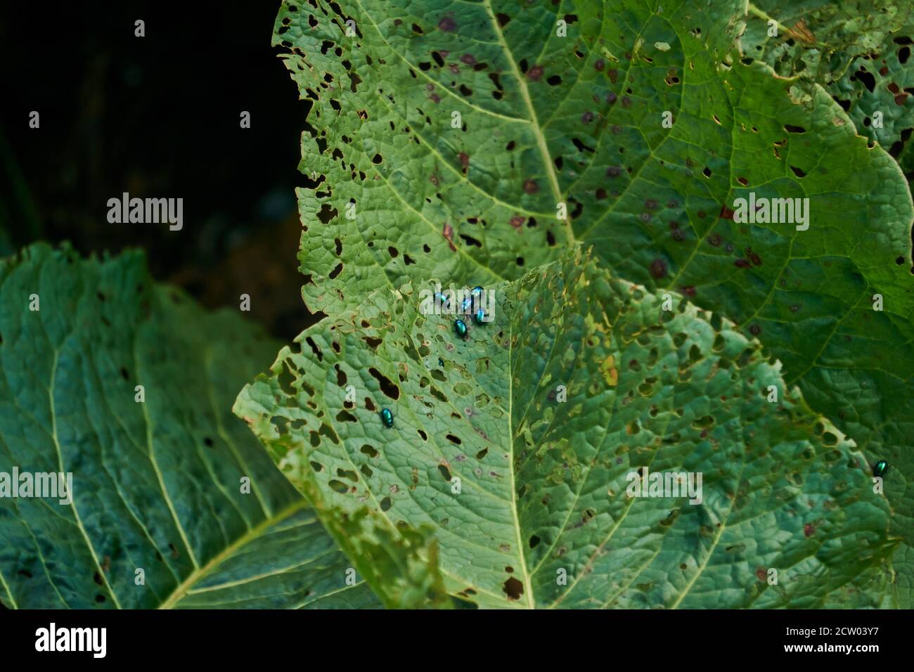 insetti verdi lucenti parassiti pulci coleotteri su foglie di pianta viziati da loro Foto Stock