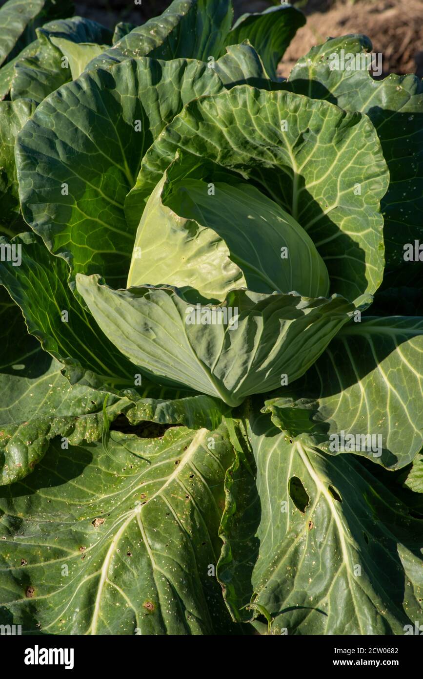 Grande cavolo verde che cresce nel terreno su una fattoria di ortaggi biologici. Foto Stock