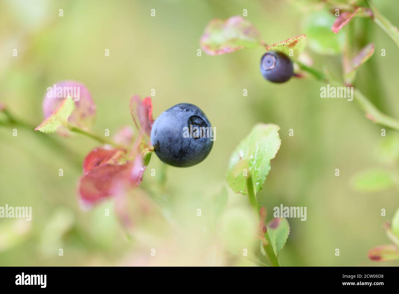 Mirtilli (Vaccinium myrtillus) primo piano con colori autunnali Foto Stock