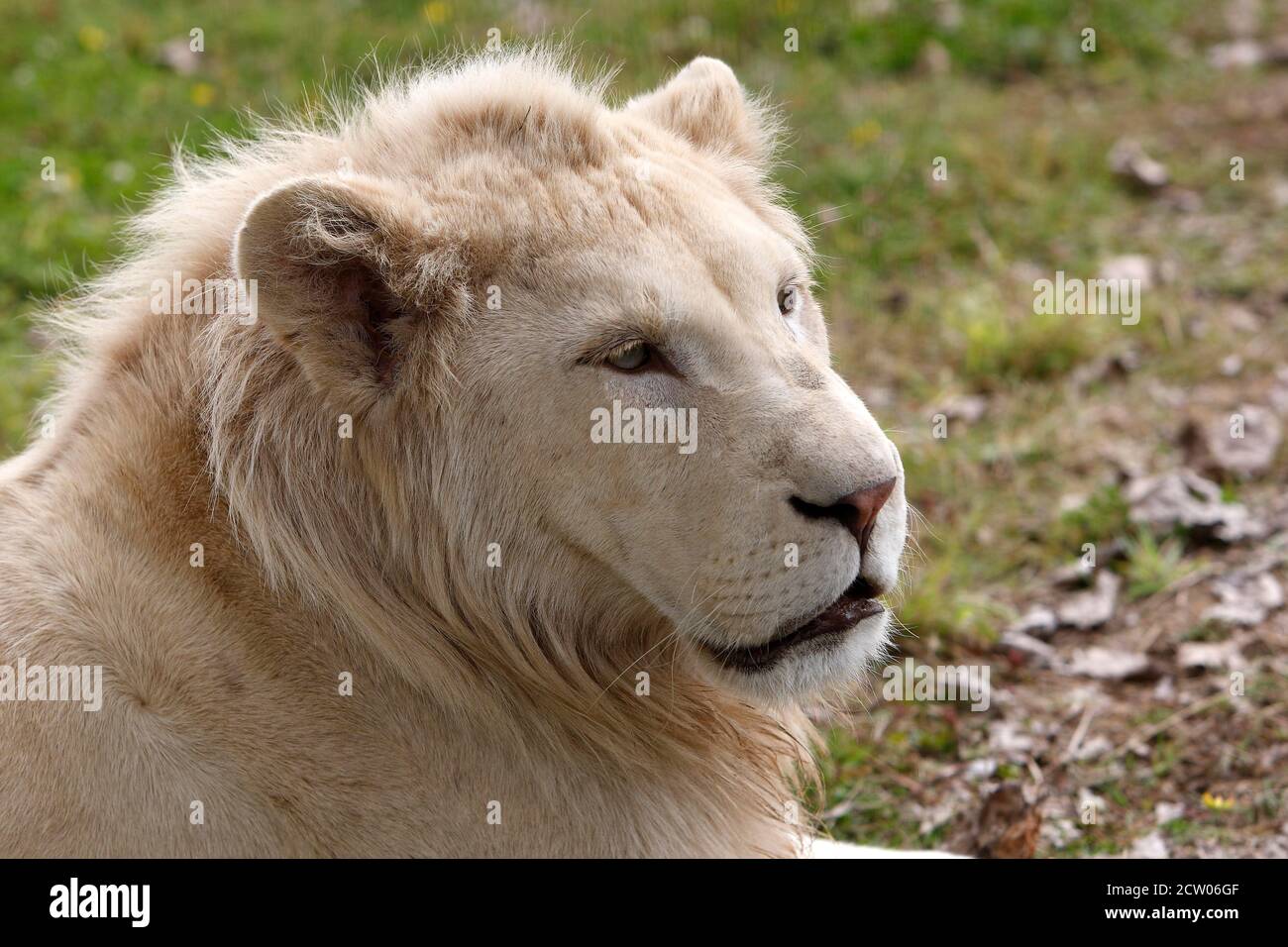 Leone Bianco, panthera leo Krugensis, Ritratto di giovane maschio Foto Stock