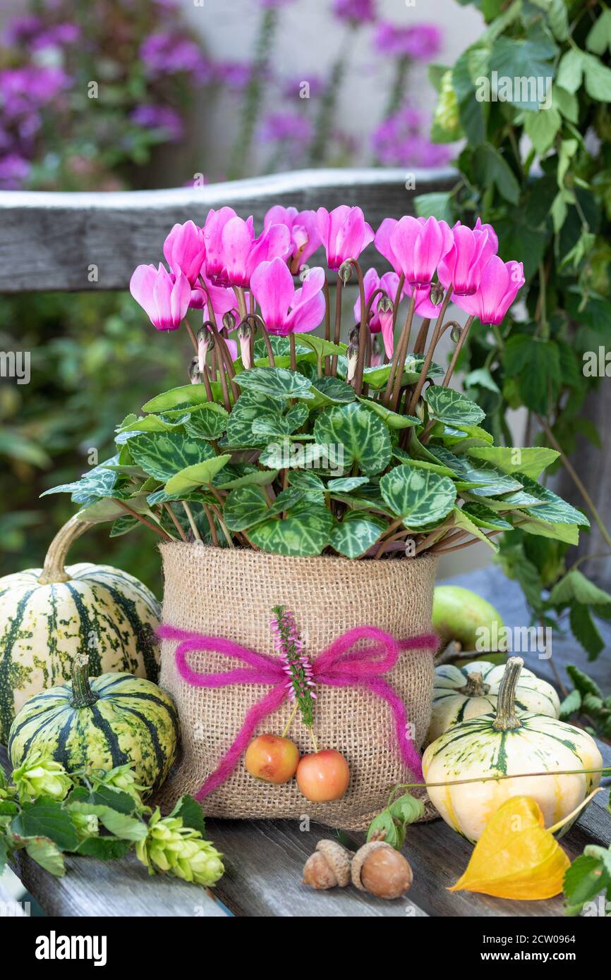 fiore di ciclamino rosa in sacco gunny come decorazione del giardino Foto Stock