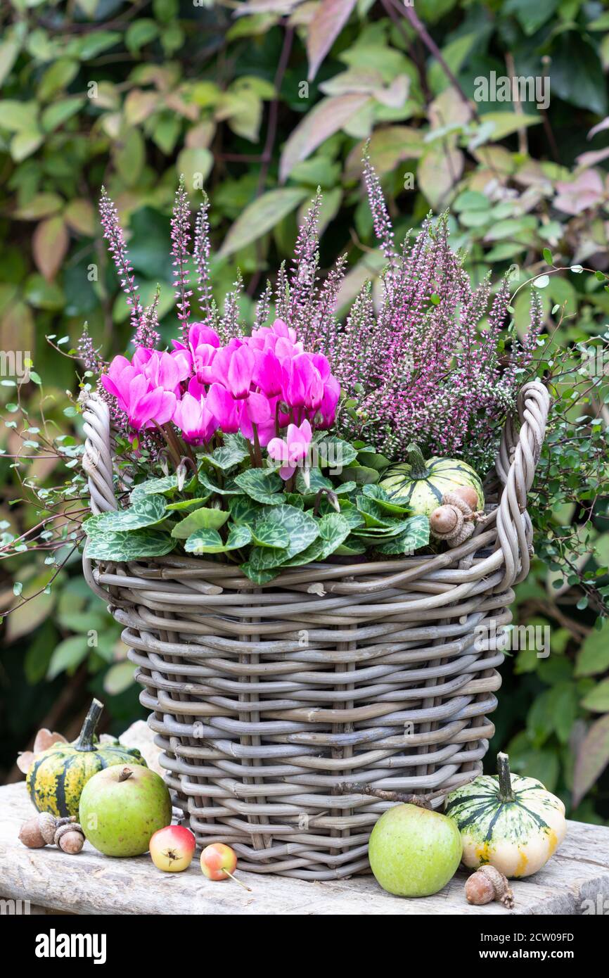 fiore di ciclamino rosa e fiore di erica in cesto come autunno decorazione del giardino Foto Stock