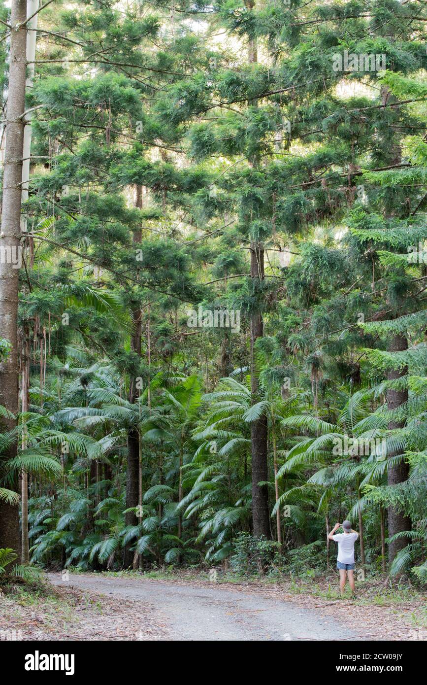 Una persona che si trova su una strada sterrata fotografando alti alberi di pino Hoop (Araucaria cunninghamii) e Bangalow Palms nel Parco Nazionale Yarriabini, NSW Foto Stock