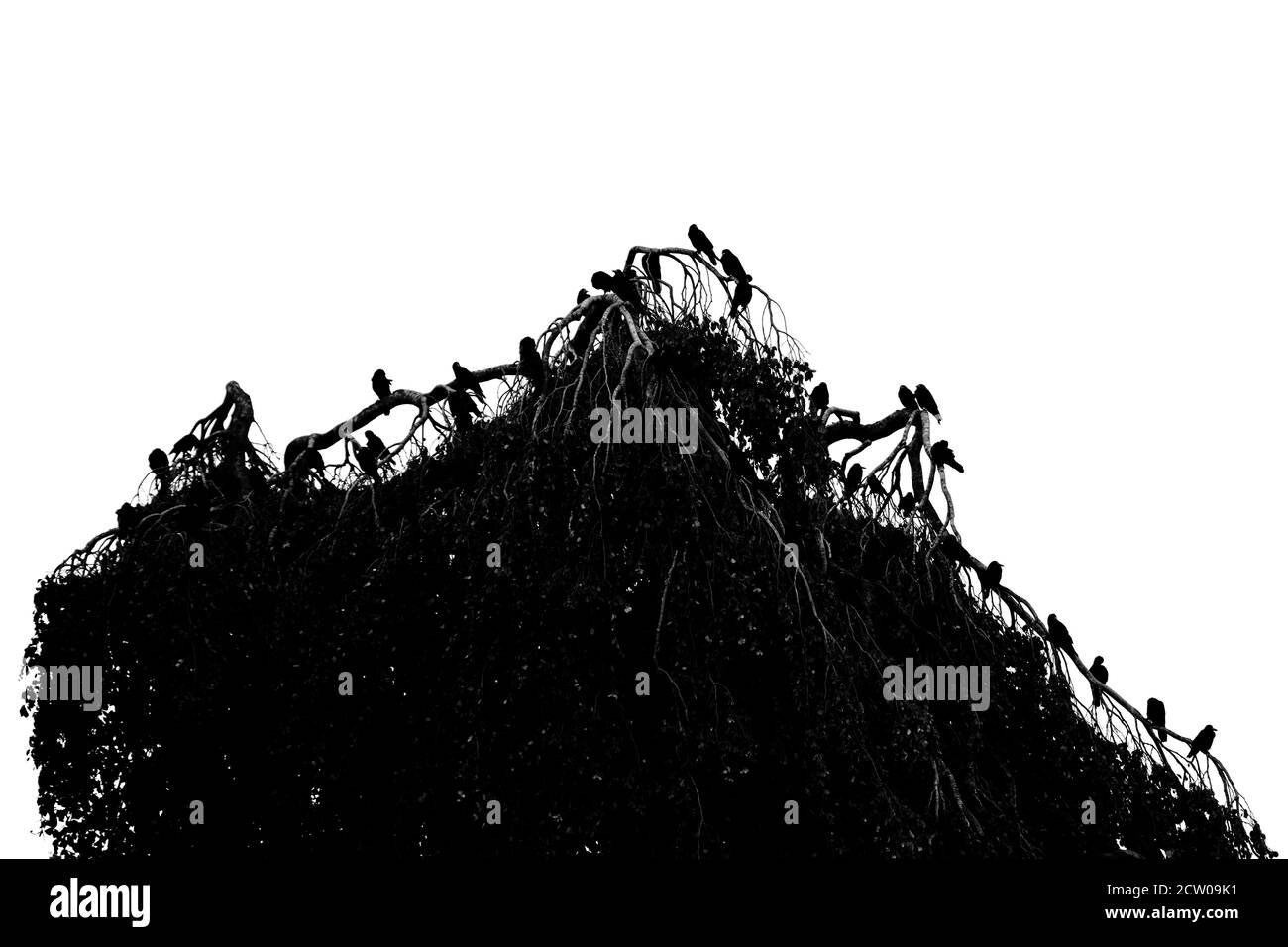 Gruppo di corvi neri seduti l'uno accanto all'altro la parte superiore dell'albero Foto Stock