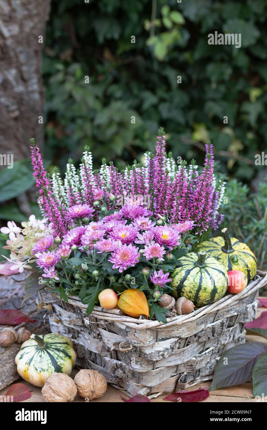 crisantemo rosa e fiore di erica in cesto come giardino d'autunno decorazione Foto Stock