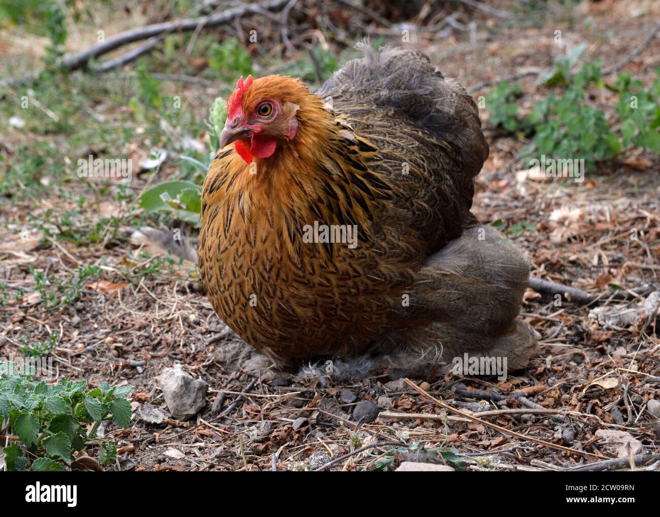 Bel pollo al bantam di Pekin, in una casa di galline o in una coop di pollo Foto Stock