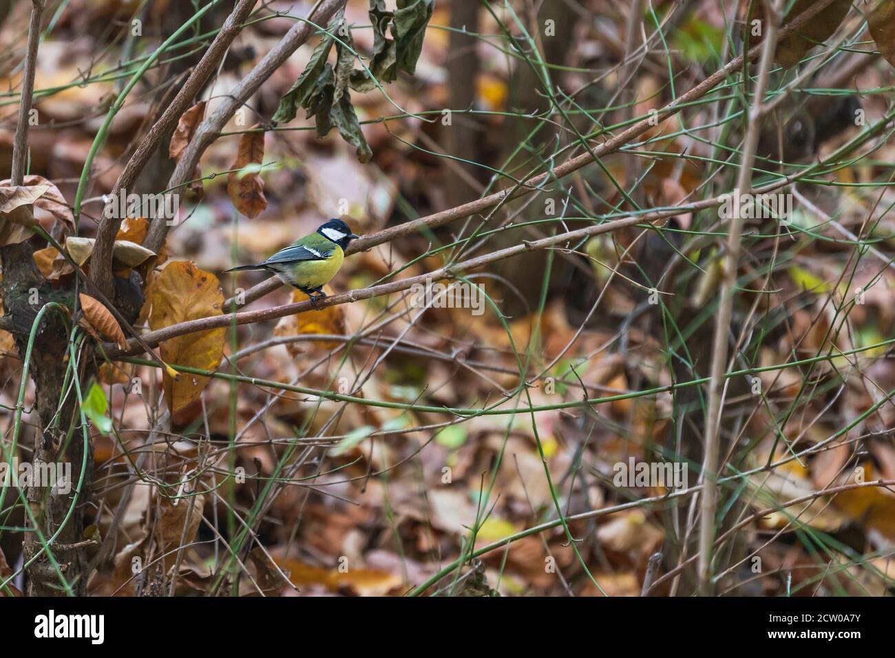 Parus Major seduto in inverno su un cespuglio Foto Stock