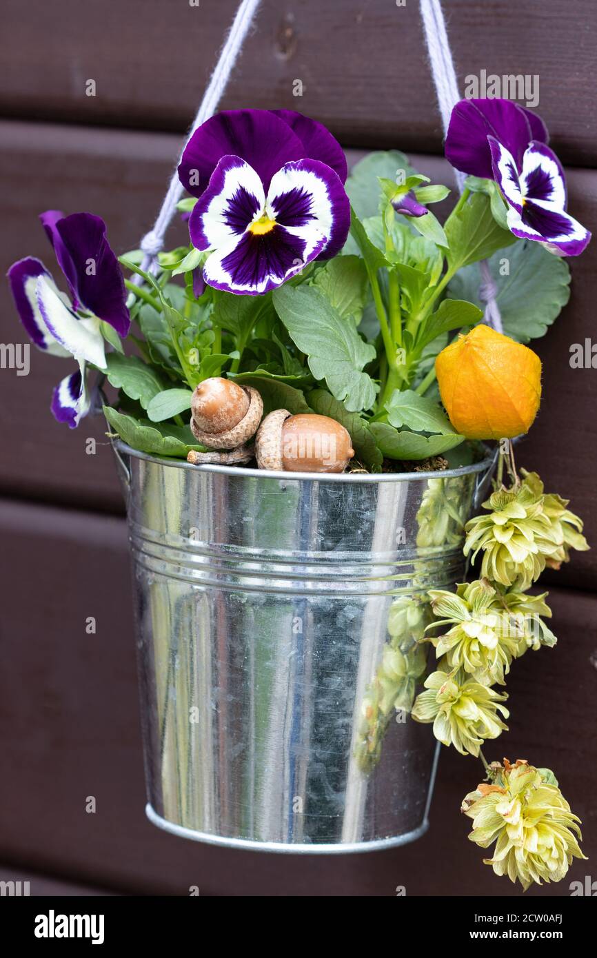 viola viola fiore in vaso di zinco come decorazione giardino autunno Foto Stock