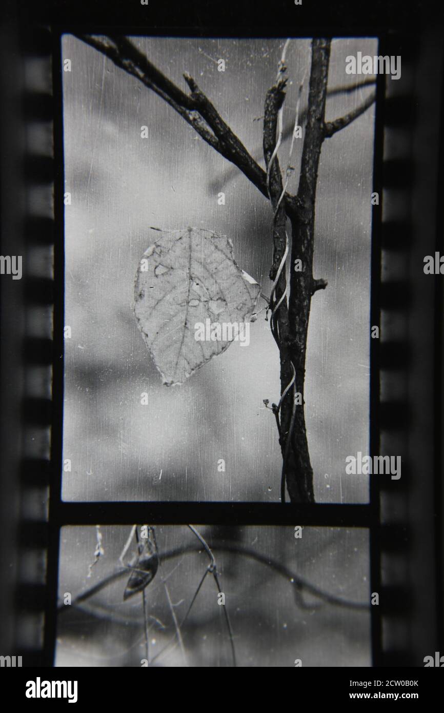 Fine 1970 vintage fotografia in bianco e nero di foglie nella foresta. Foto Stock