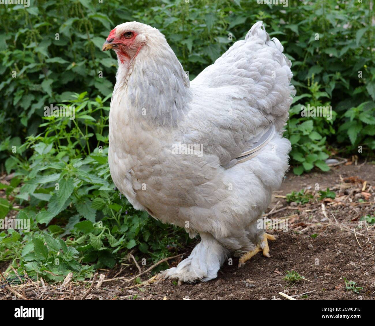 Bel pollo Brahma , in una casa di galline o coop di pollo Foto Stock