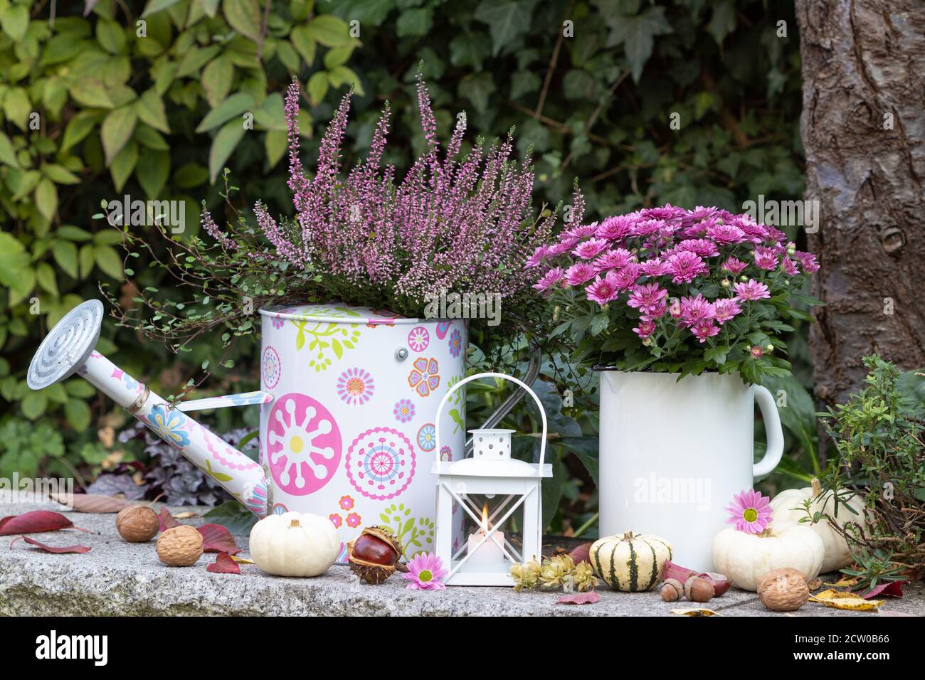 decorazione giardino autunno con crisantemo viola e fiore di erica Foto Stock