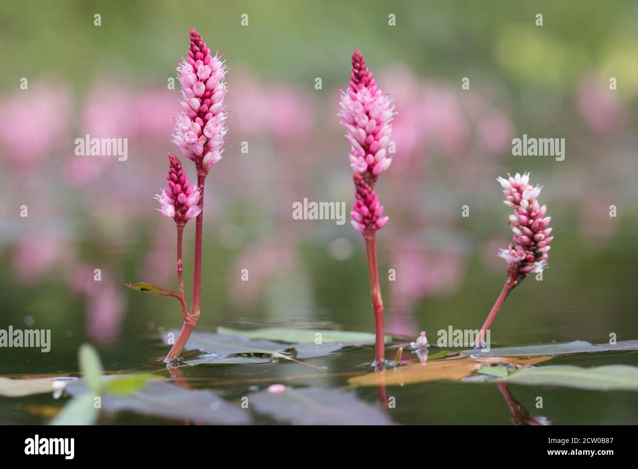 Acqua smartweed (Persicaria anfibia) in acqua. Foto Stock