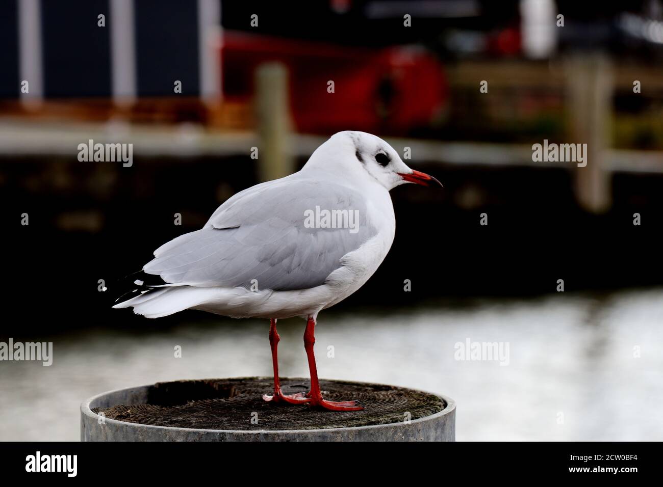 Ritratto di giovane gabbiano in piedi su un palo di legno con sfondo sfocato - primo piano Foto Stock