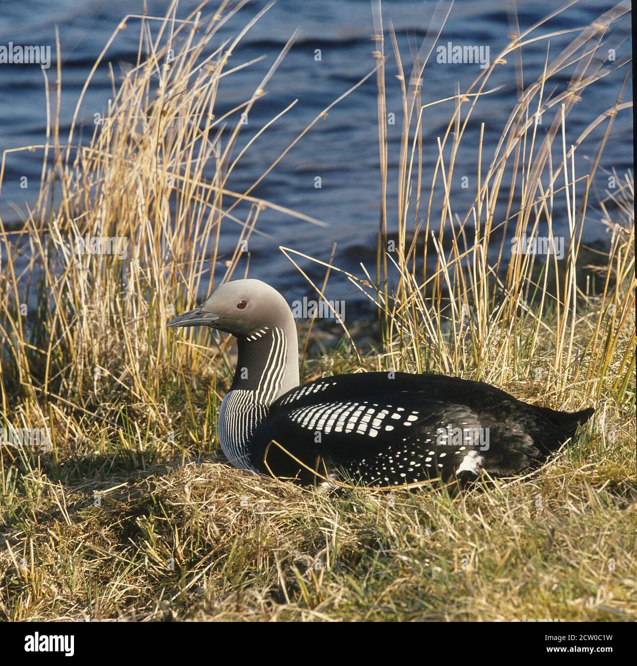 Un tuffatore nero che nidificano al bordo di un lago delle Highland scozzesi in Wester Ross Scozia. Foto Stock