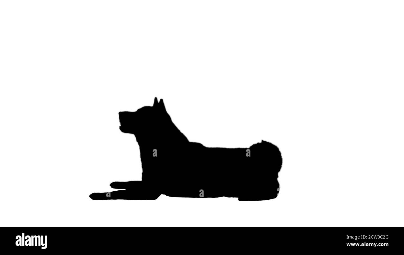 Red shiba cane inu mentire, canale alfa Foto Stock