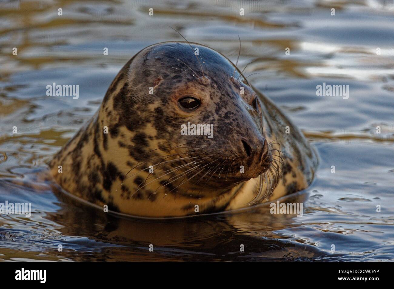 Foca grigia (Halichoerus grypus) cucciolo giovane in cura durante l'inverno. Foto Stock