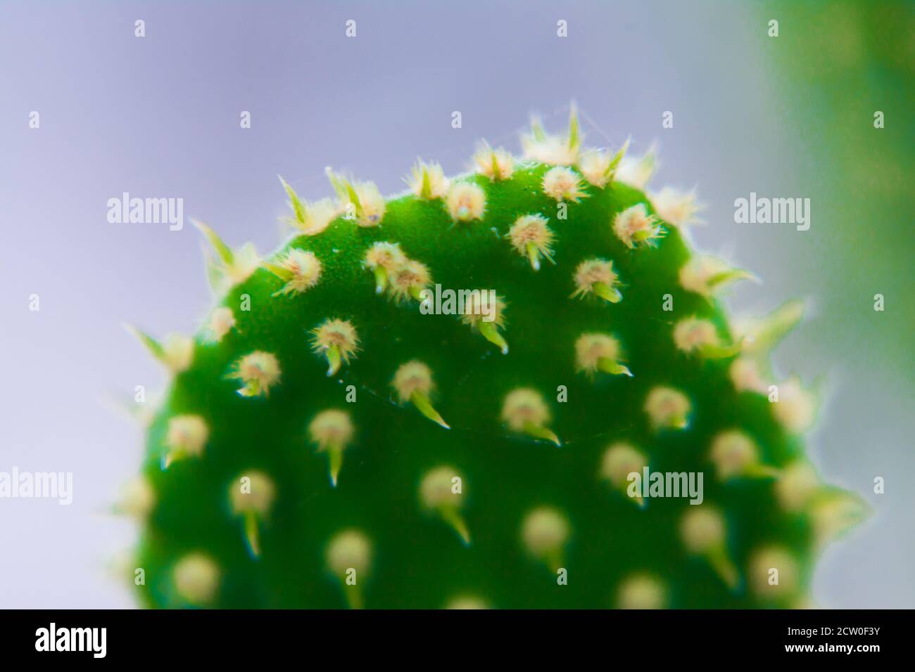 Macro closeup alle spine di un cactus con fuoco selettivo. Cactus con spine lunghe rosse a punta con messa a fuoco selettiva. Spazio di copia. Foto Stock