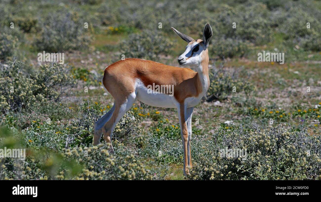 Vista laterale di un'antilope primaverile (antidorca marsupialis) con pelliccia marrone e faccia bianca che guarda indietro sulla terra del cespuglio nel Parco Nazionale di Etosha, Namibia. Foto Stock