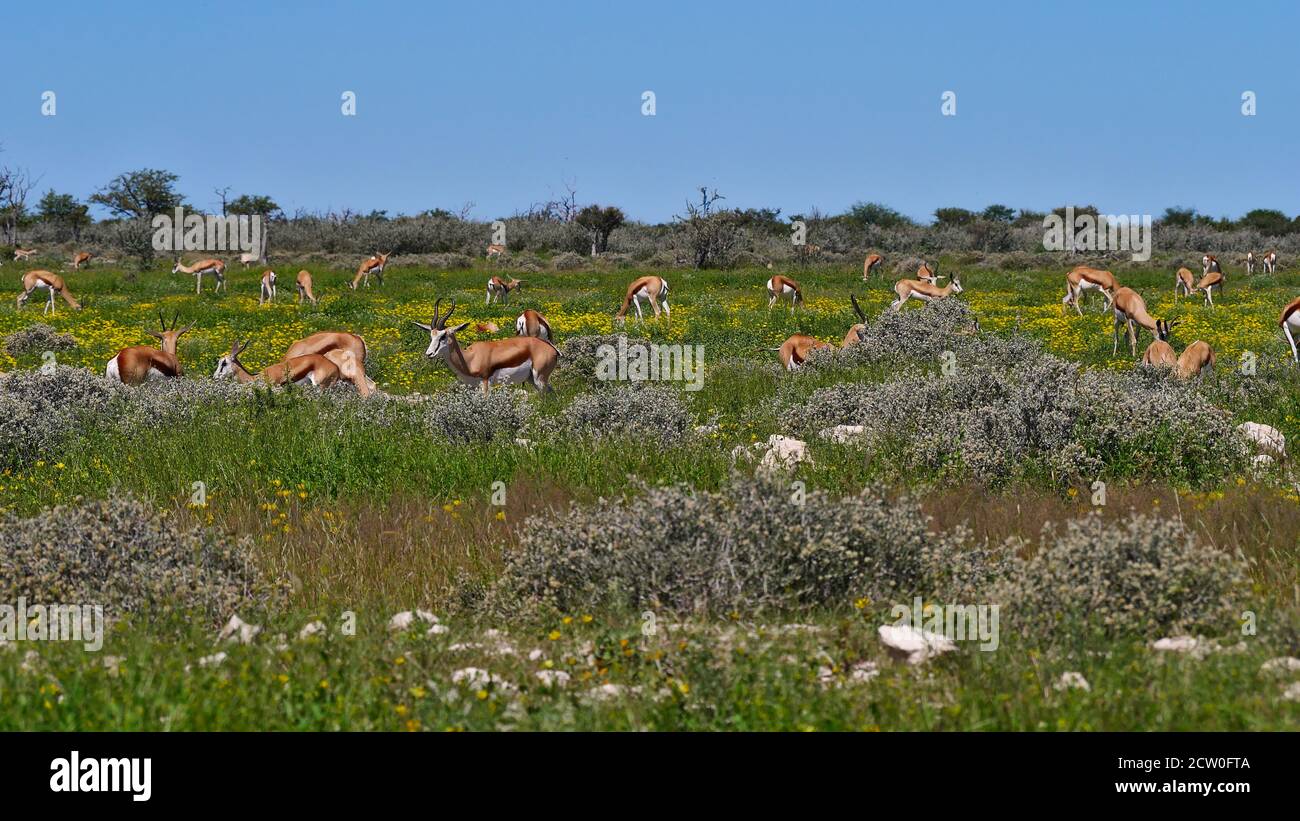 Mandria di antilopi springbok (antidorcas marsupialis) che pascolano su prato con fiori selvatici in fiore giallo nel deserto di Kalahari, Etosha National Park. Foto Stock