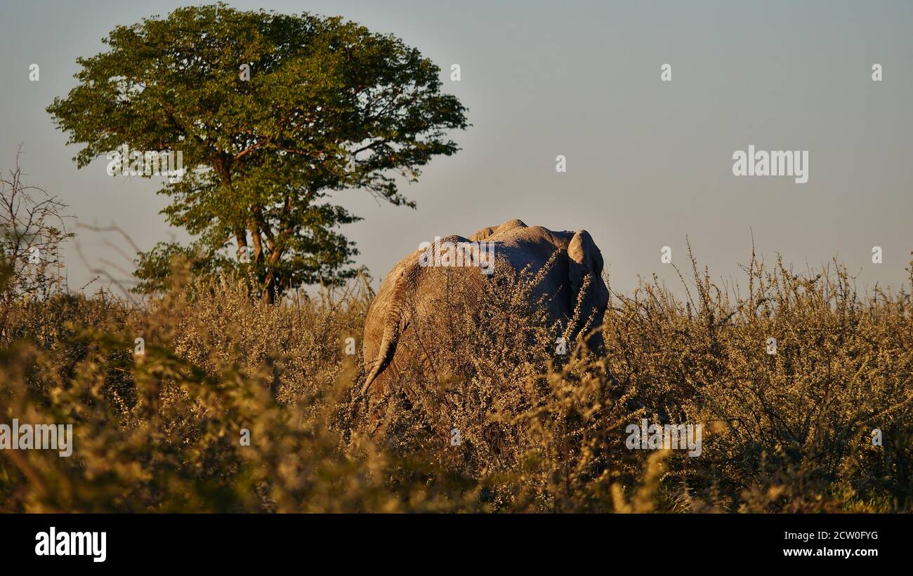 Indietro e coda di un singolo elefante africano maschio (loxodonta) che cammina nel cespuglio alla luce della sera nel Parco Nazionale di Etosha, Namibia, Africa. Foto Stock