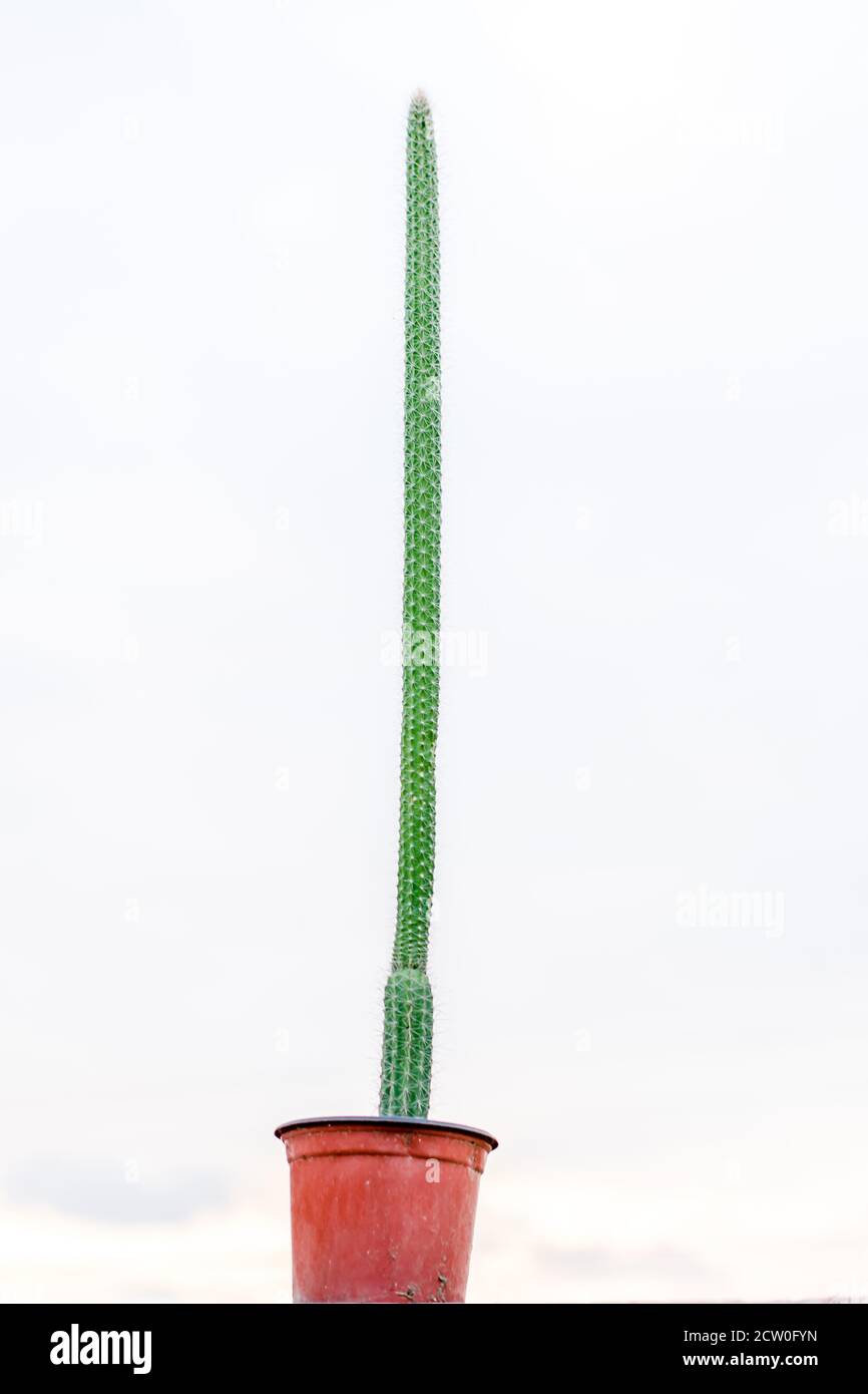 Cactus con vaso di fiori su sfondo isolato. Cactus verde, pianta popolare per la raccolta. Foto Stock