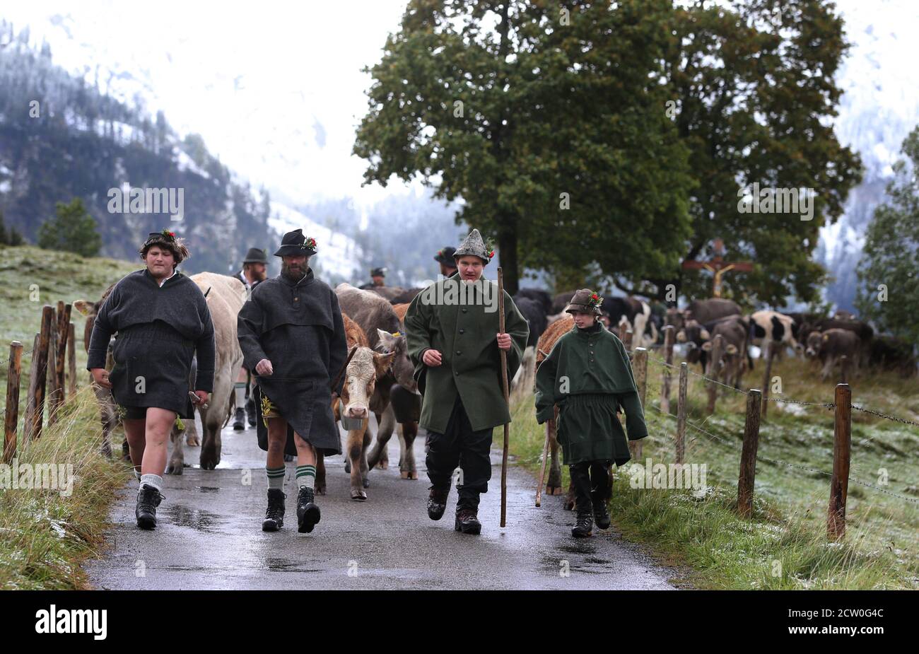 Bad Hindelang, Germania. 26 Settembre 2020. I pastori corrono di fronte ai loro animali nella separazione dei bovini nella valle di Ostrach. Credit: Karl-Josef Hildenbrand/dpa/Alamy Live News Foto Stock