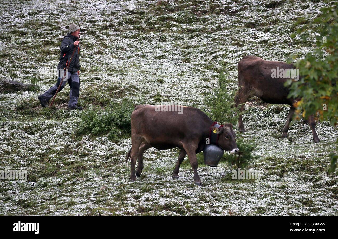 Bad Hindelang, Germania. 26 Settembre 2020. Un pastore guida i suoi animali su un prato nella valle di Ostrach quando sta tagliando il bestiame. Credit: Karl-Josef Hildenbrand/dpa/Alamy Live News Foto Stock