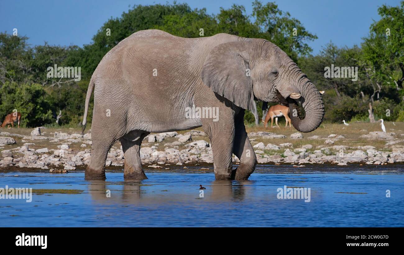 Elefante africano maschio singolo (loxodonta) acqua potabile nella sorgente Namutoni nel deserto di Kalahari, Parco Nazionale di Etosha, Namibia, Africa. Foto Stock