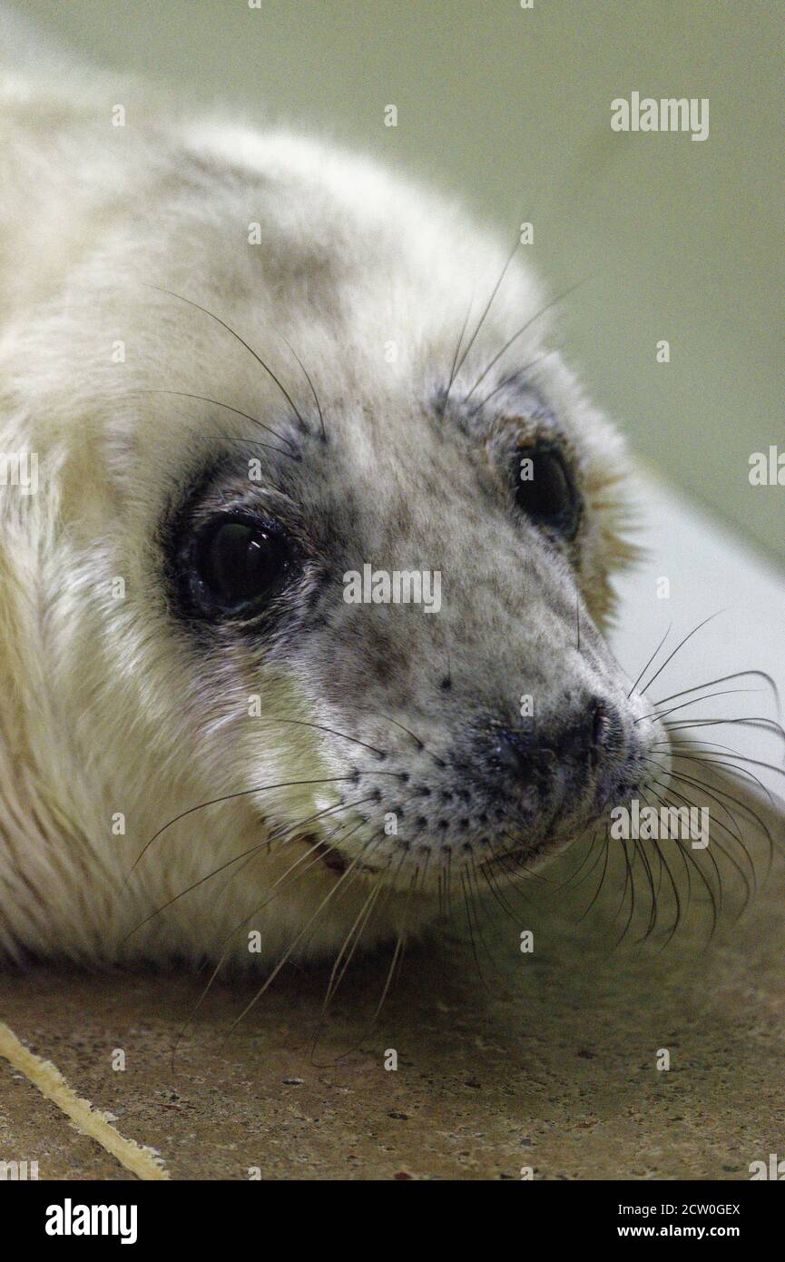 Gray Seal (Halichoerus grypus) Pup, cappotto bianco, orfano in cura. Foto Stock