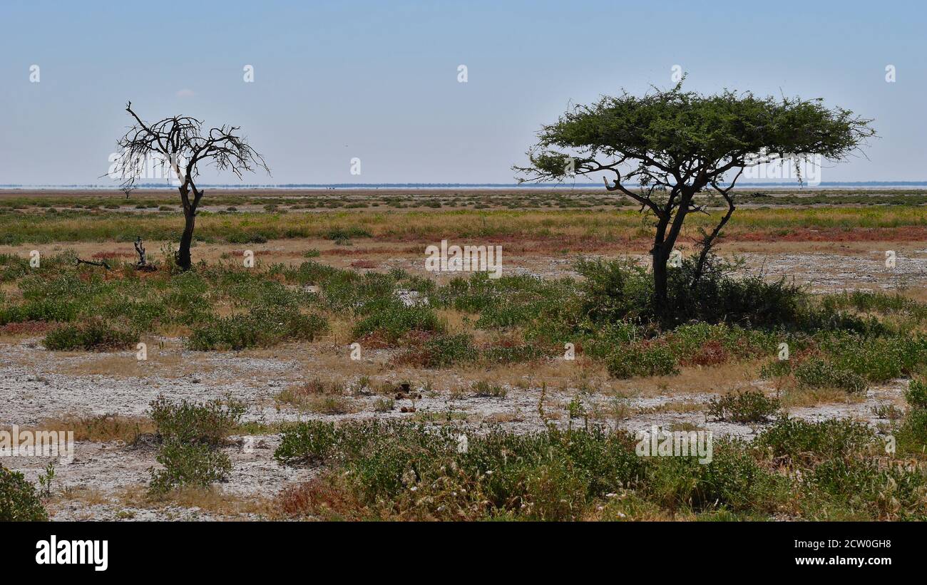 Due soli alberi di acacia (uno morto) su un prato colorato con Fisher's Pan e orizzonte tremolante nel Parco Nazionale di Etosha, Namibia. Foto Stock