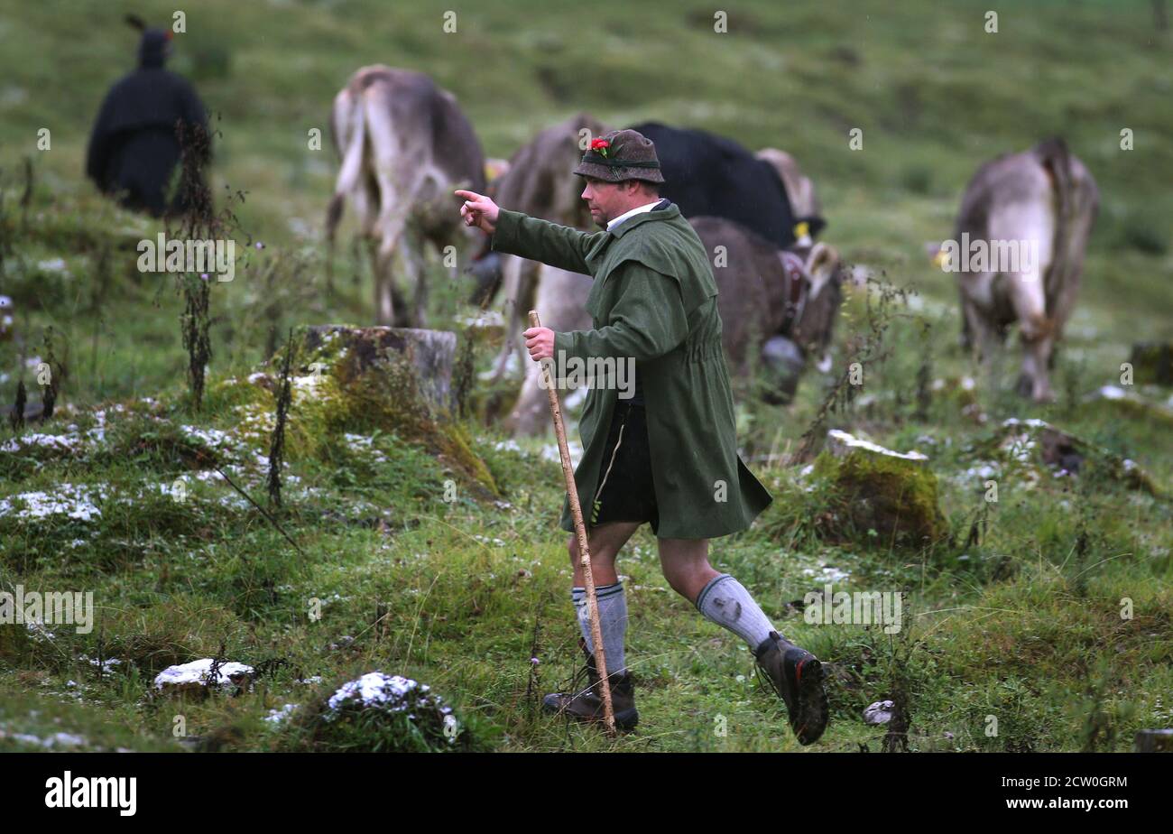 Bad Hindelang, Germania. 26 Settembre 2020. Un pastore guida i suoi animali su un prato nella valle di Ostrach quando sta tagliando il bestiame. Credit: Karl-Josef Hildenbrand/dpa/Alamy Live News Foto Stock