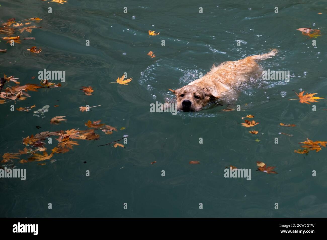 Dog Golden Retriever giocare e nuotare in un lago Foto Stock
