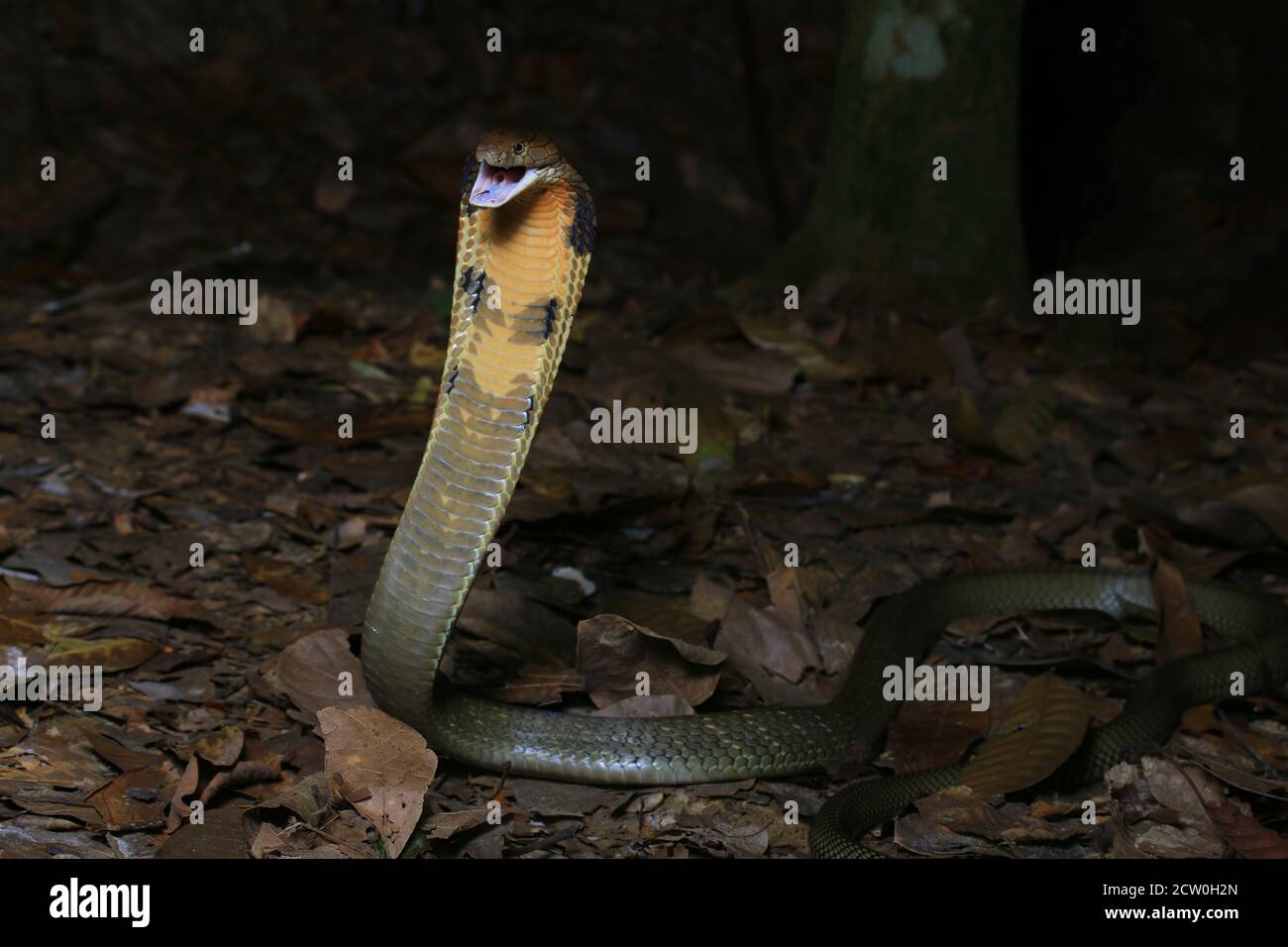 Re cobra, Ophiophagus hannah, il serpente venomoso più lungo Foto Stock