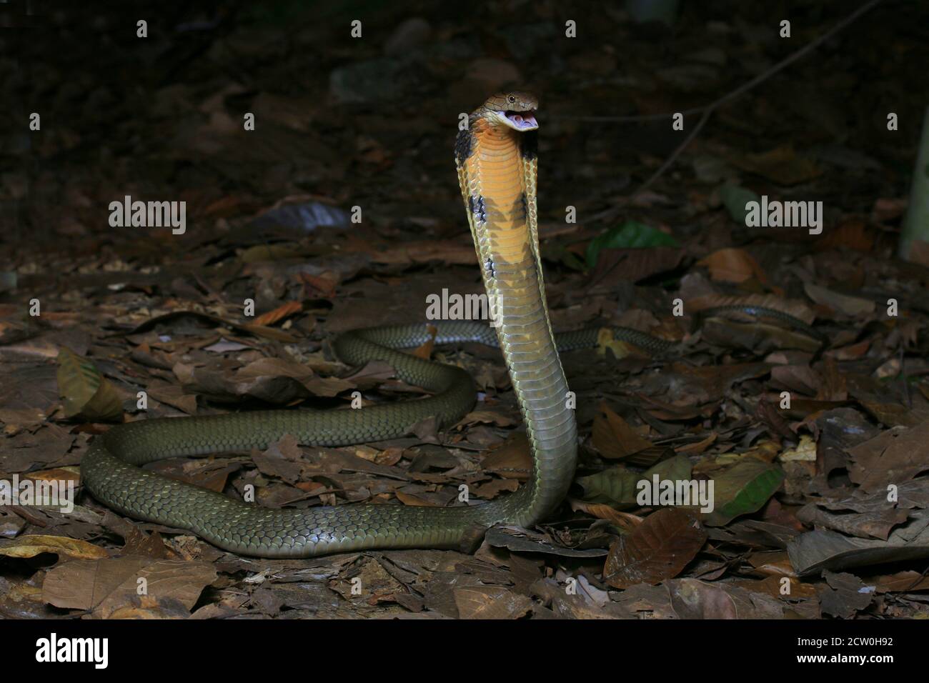 Re cobra, Ophiophagus hannah, il serpente venomoso più lungo Foto Stock