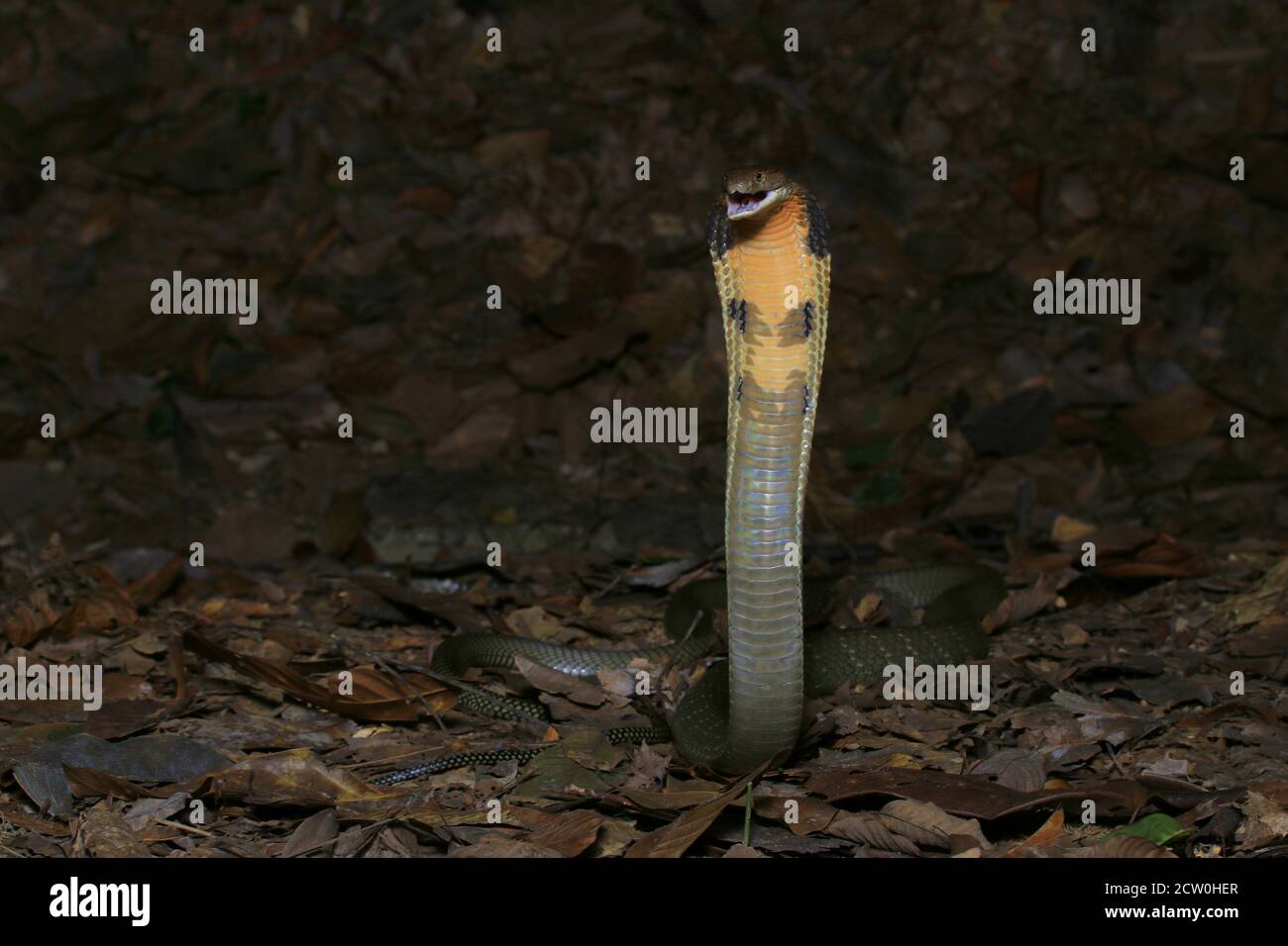 Re cobra, Ophiophagus hannah, il serpente venomoso più lungo Foto Stock