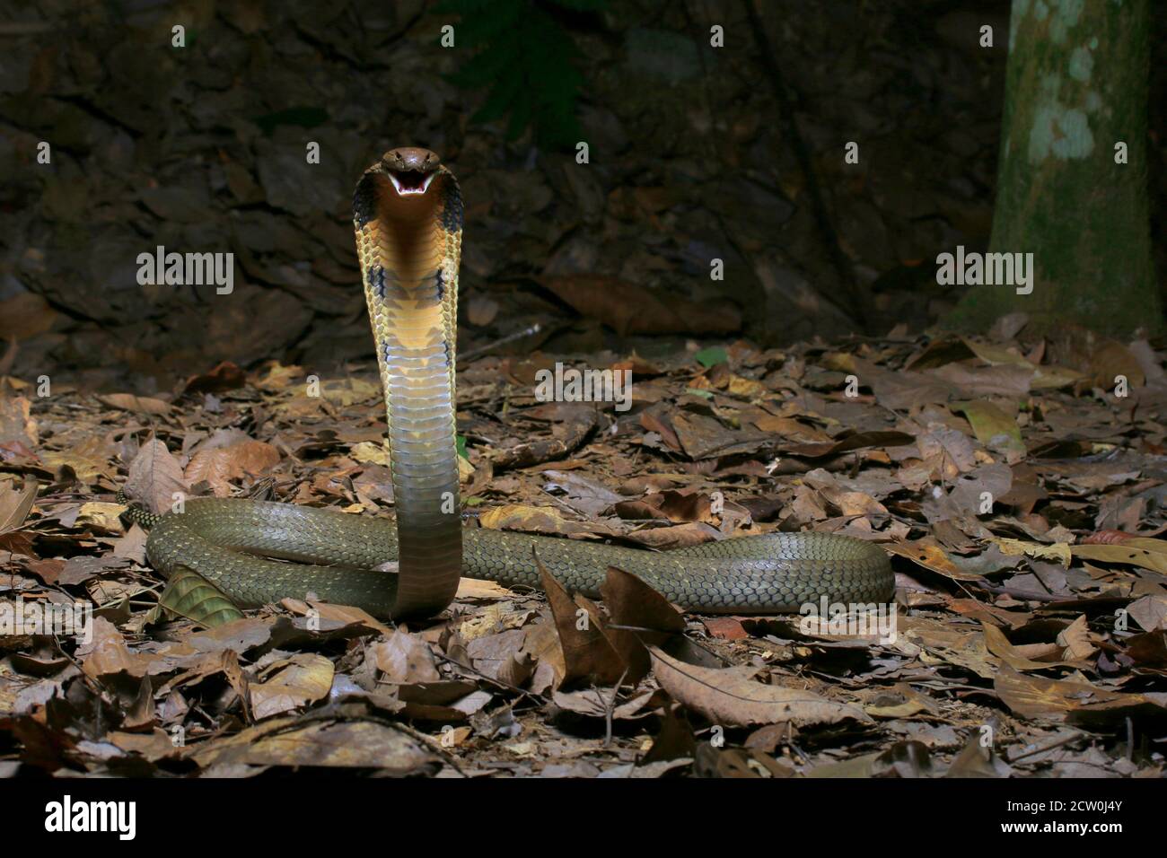 Giovane cobra di Re, Ophiophagus hannah è il serpente venomoso più lungo del mondo. Foto Stock