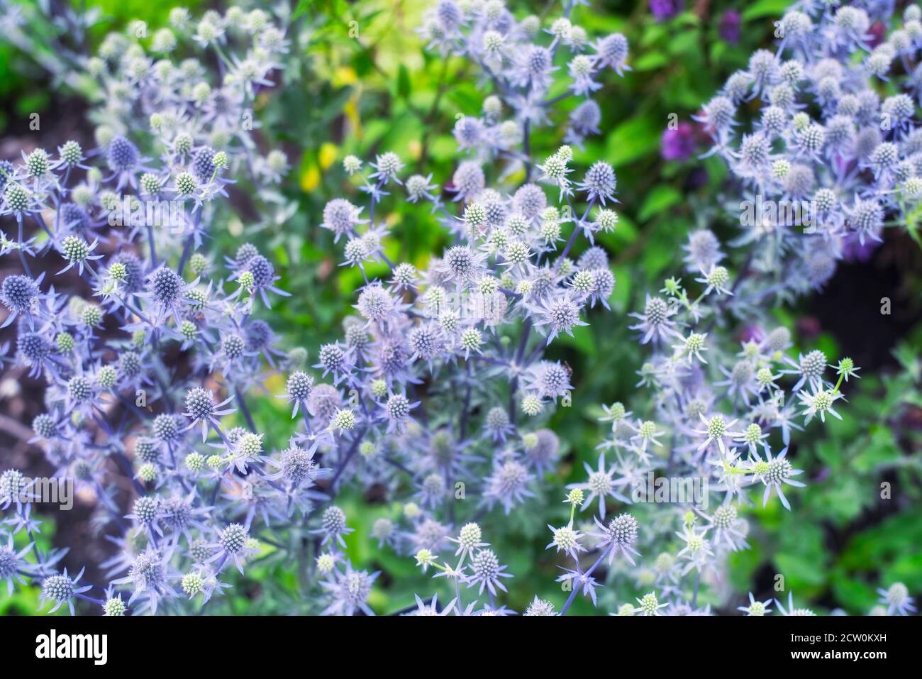 Un campo di verde e lavanda colore mare agile, eryngium planum, fiorente nel giardino botanico di montreal in Quebec Provincia canada. Foto Stock