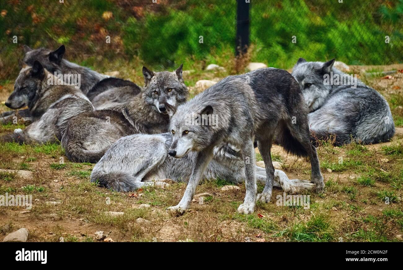 Montebello,Quebec,Canada,25 settembre 2020.Pack di lupi neri in un animale Reserve.Credit: Mario Beauregard/Alamy News Foto Stock