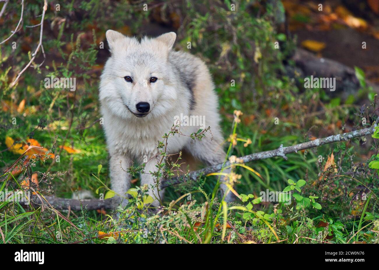 Montebello,Quebec,Canada,25 settembre 2020.Lupo artico in un animale Reserve.Credit:Mario Beauregard/Alamy News Foto Stock